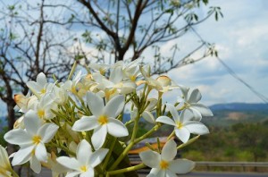 Sacuanjoche, National Flower of Nicaragua
