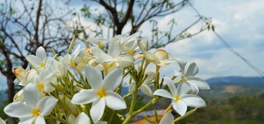 Sacuanjoche, National Flower of Nicaragua