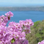 Flora of Nicaragua