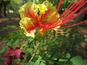 Flora of Nicaragua